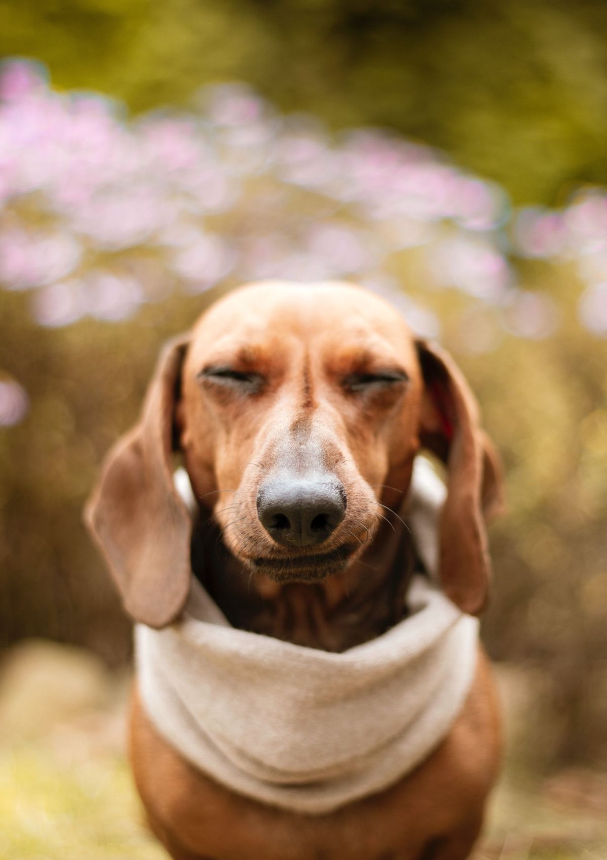 Dachshund Owners, Now is the Time to Buy Dog Bowls on Amazon!