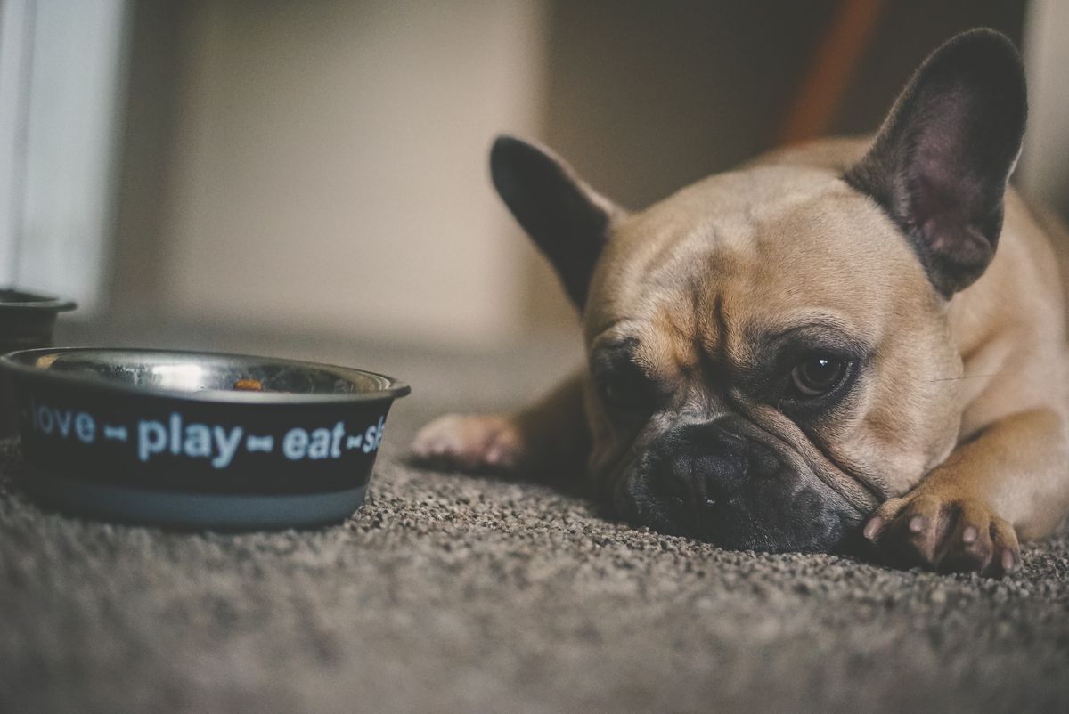 4 Reasons Why You Should Buy a Slow Feeder Dog Bowl on Amazon