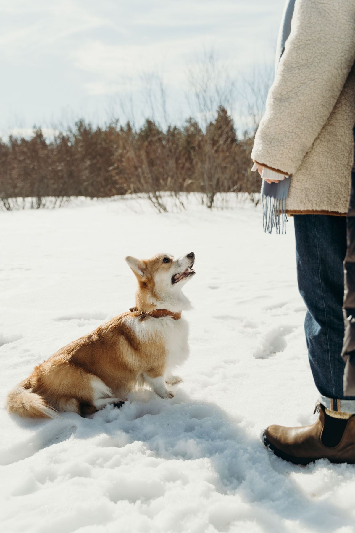 Dog Paw Balm